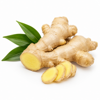 Ginger Root Extract